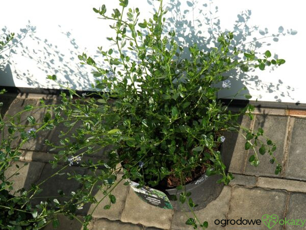 PRUSZNIK KALIFORNIJSKI VICTORIA Ceanothus impressus 'Victoria'