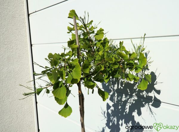 MIŁORZĄB DWUKLAPOWY WEEPING WONDER Ginkgo biloba 'Weeping Wonder'