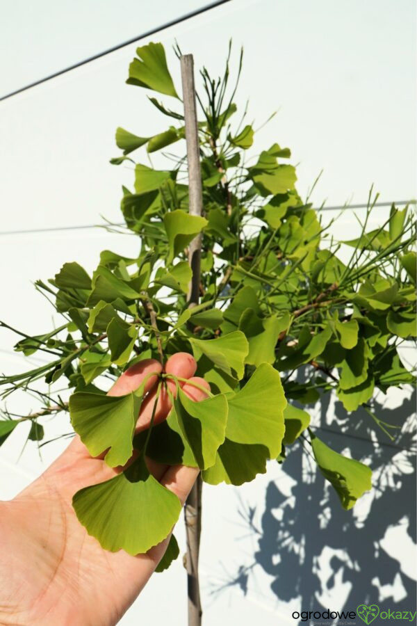 MIŁORZĄB DWUKLAPOWY WEEPING WONDER Ginkgo biloba 'Weeping Wonder'