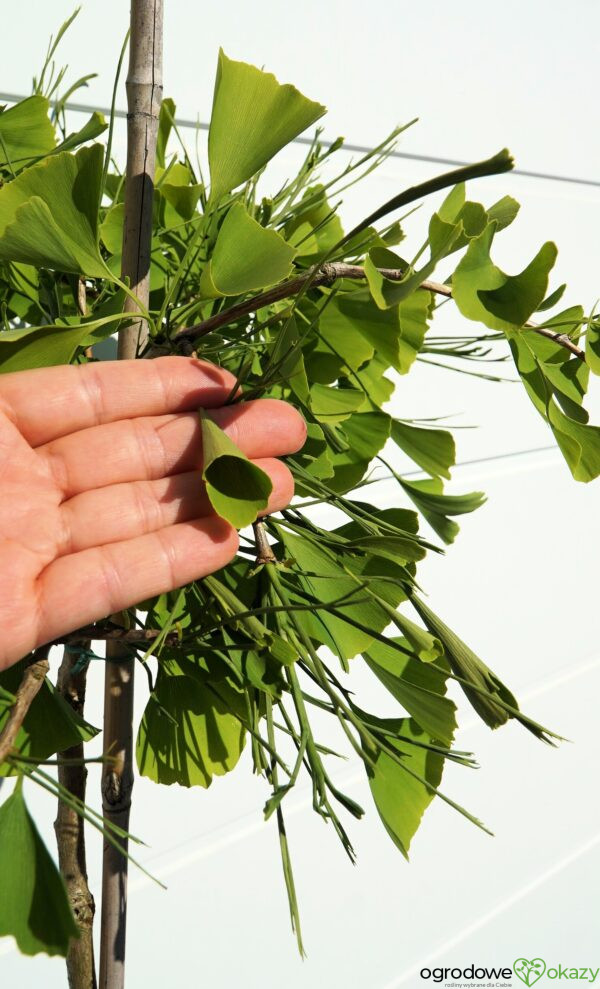 MIŁORZĄB DWUKLAPOWY WEEPING WONDER Ginkgo biloba 'Weeping Wonder'