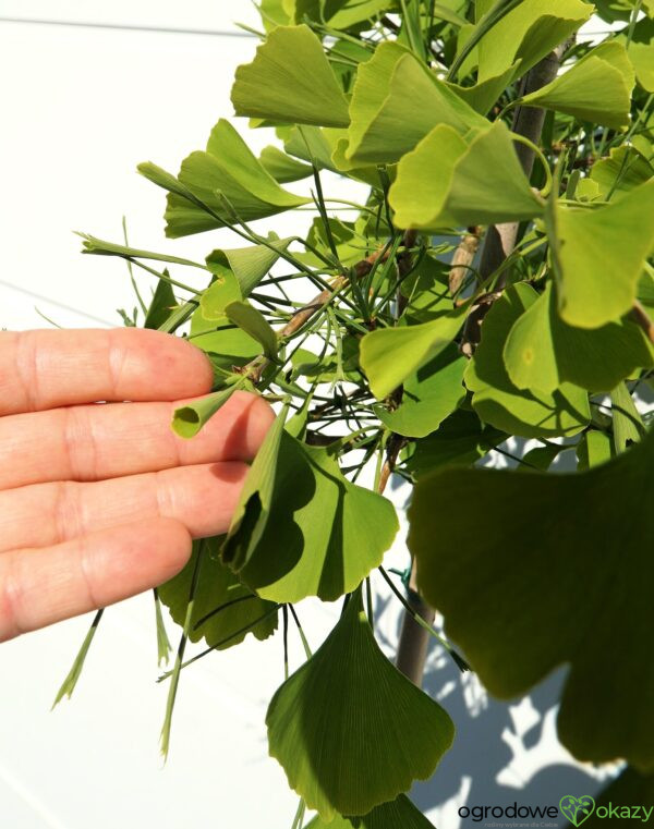 MIŁORZĄB DWUKLAPOWY WEEPING WONDER Ginkgo biloba 'Weeping Wonder'