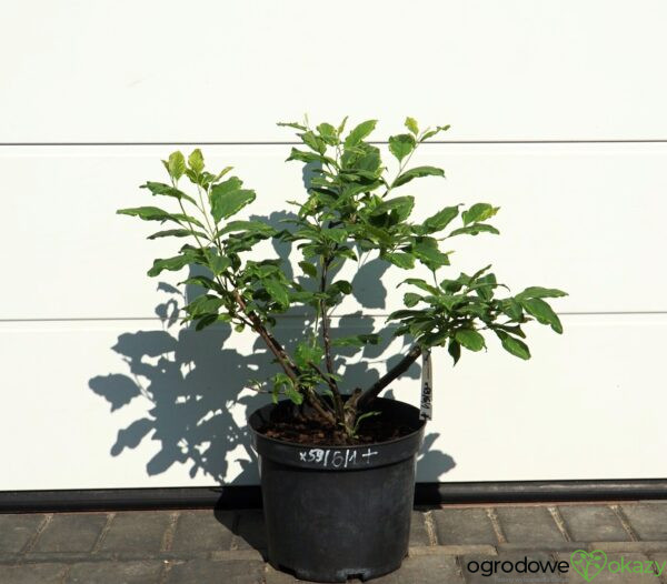 OŚNIEŻA KAROLIŃSKA VARIEGATA Halesia carolina 'Variegata'