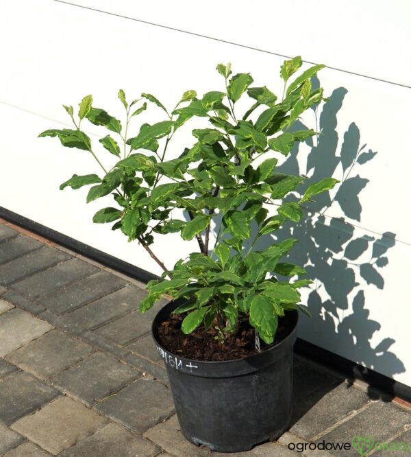 OŚNIEŻA KAROLIŃSKA VARIEGATA Halesia carolina 'Variegata'