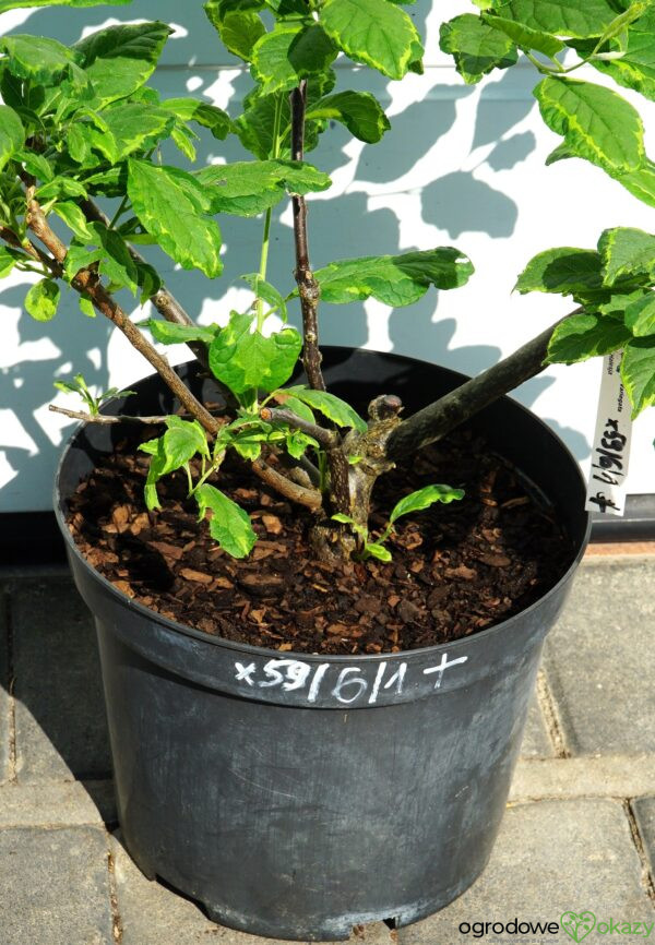 OŚNIEŻA KAROLIŃSKA VARIEGATA Halesia carolina 'Variegata'