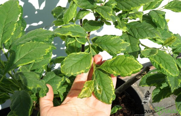 OŚNIEŻA KAROLIŃSKA VARIEGATA Halesia carolina 'Variegata'