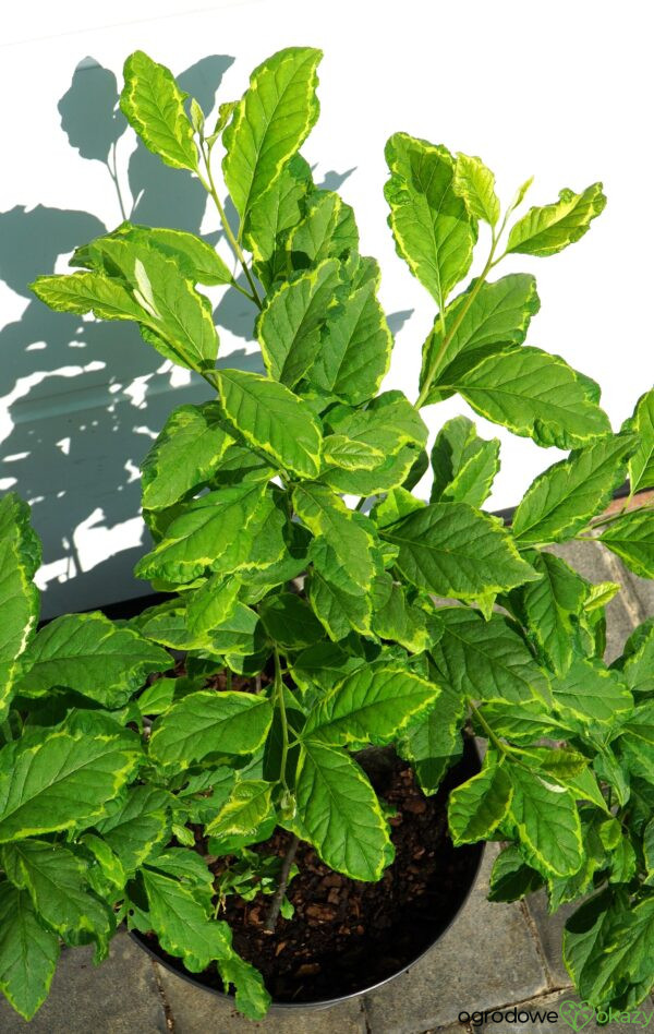OŚNIEŻA KAROLIŃSKA VARIEGATA Halesia carolina 'Variegata'