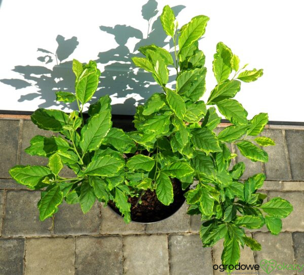 OŚNIEŻA KAROLIŃSKA VARIEGATA Halesia carolina 'Variegata'