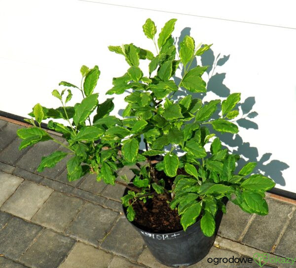 OŚNIEŻA KAROLIŃSKA VARIEGATA Halesia carolina 'Variegata'