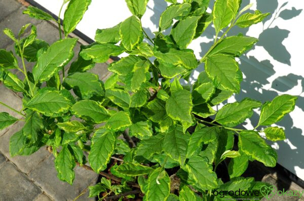 OŚNIEŻA KAROLIŃSKA VARIEGATA Halesia carolina 'Variegata'