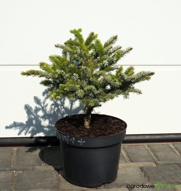 ŚWIERK DWUBARWNY HOWELL'S DWARF Picea bicolor 'Howell's Dwarf'