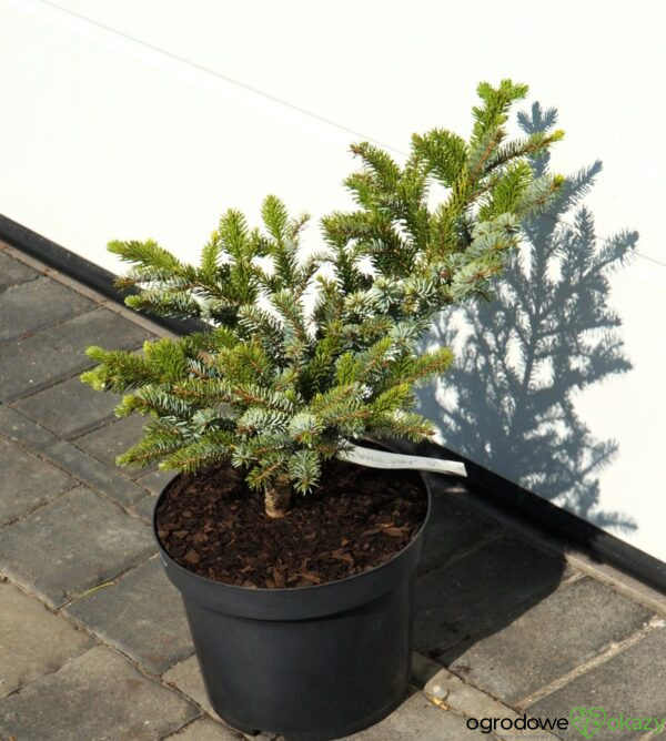 ŚWIERK DWUBARWNY HOWELL'S DWARF Picea bicolor 'Howell's Dwarf'