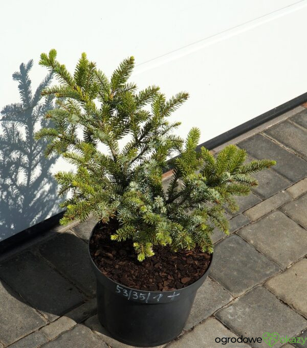ŚWIERK DWUBARWNY HOWELL'S DWARF Picea bicolor 'Howell's Dwarf'