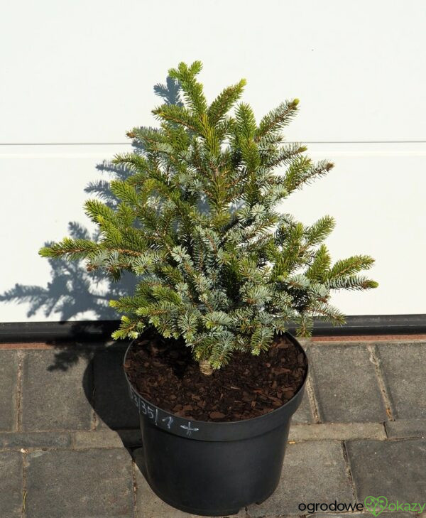 ŚWIERK DWUBARWNY HOWELL'S DWARF Picea bicolor 'Howell's Dwarf'