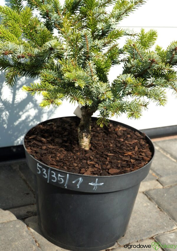 ŚWIERK DWUBARWNY HOWELL'S DWARF Picea bicolor 'Howell's Dwarf'