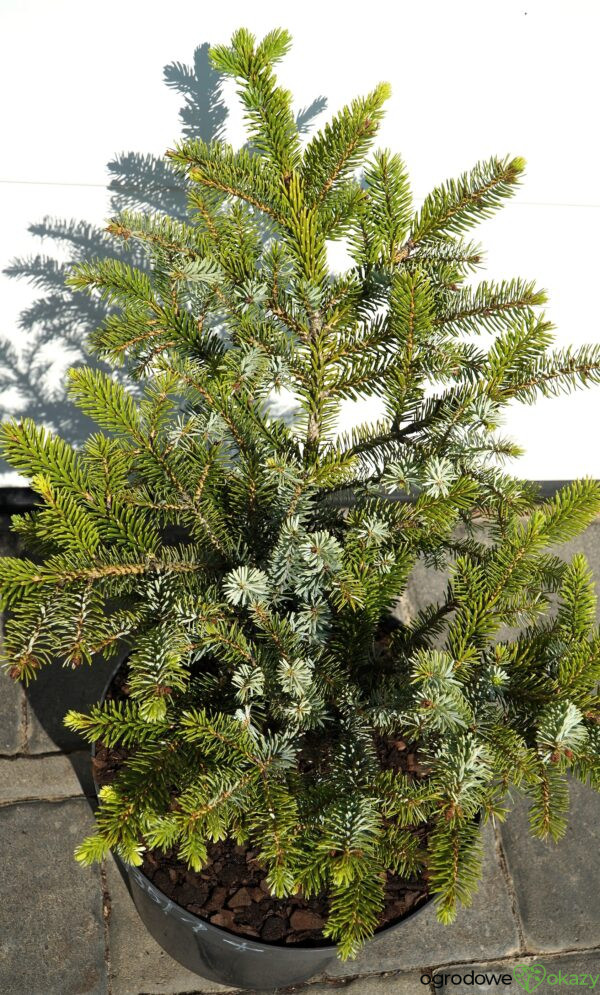 ŚWIERK DWUBARWNY HOWELL'S DWARF Picea bicolor 'Howell's Dwarf'
