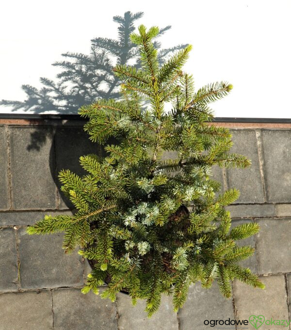 ŚWIERK DWUBARWNY HOWELL'S DWARF Picea bicolor 'Howell's Dwarf'