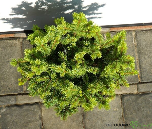 ŚWIERK KŁUJĄCY ROUNDABOUT Picea pungens 'Roundabout'