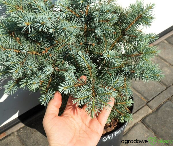 ŚWIERK KŁUJĄCY BASTION Picea pungens 'Bastion'
