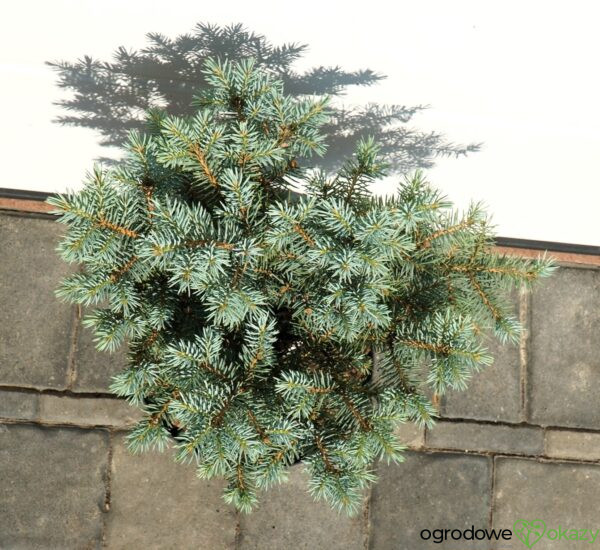 ŚWIERK KŁUJĄCY BASTION Picea pungens 'Bastion'