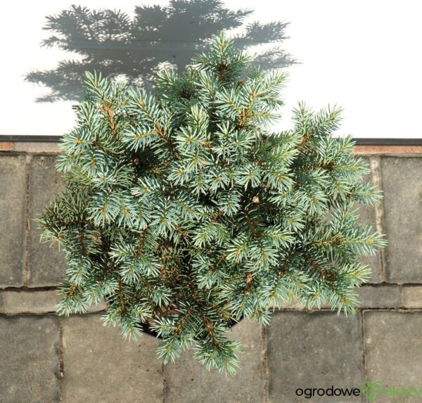 ŚWIERK KŁUJĄCY BASTION Picea pungens 'Bastion'