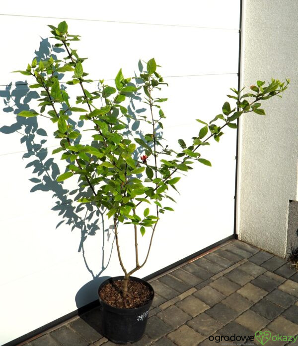 KIELICHOWIEC WONNY Calycanthus floridus
