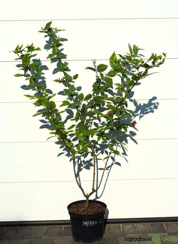 KIELICHOWIEC WONNY Calycanthus floridus