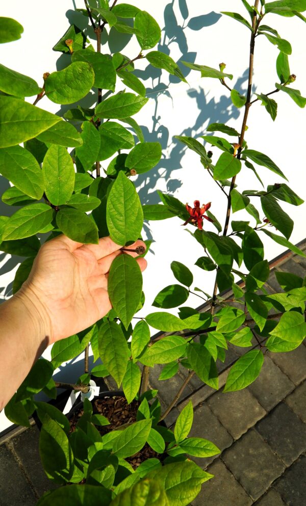 KIELICHOWIEC WONNY Calycanthus floridus