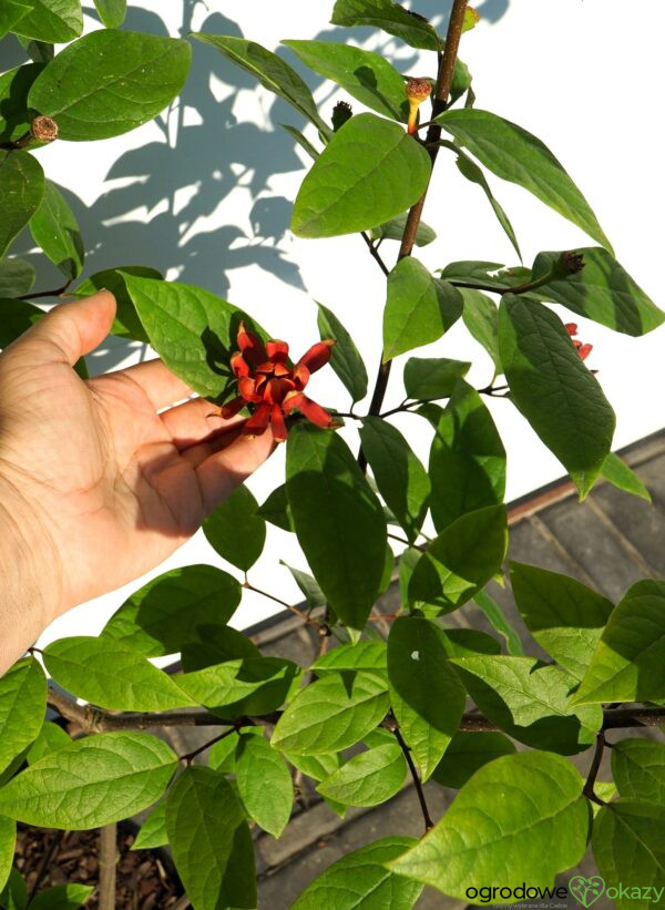 KIELICHOWIEC WONNY Calycanthus floridus
