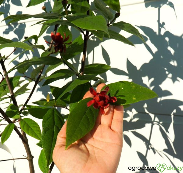 KIELICHOWIEC WONNY Calycanthus floridus