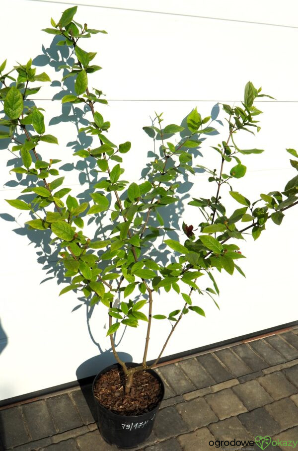 KIELICHOWIEC WONNY Calycanthus floridus