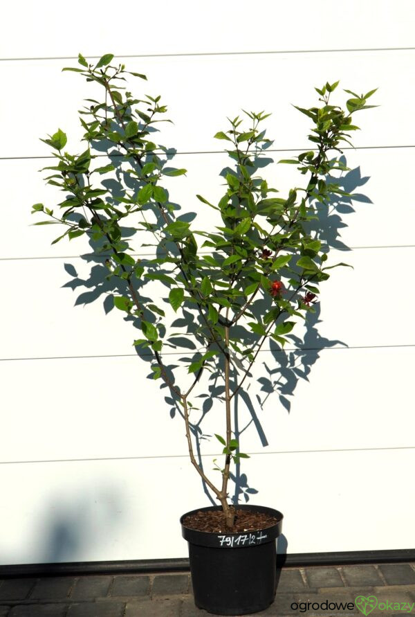KIELICHOWIEC WONNY Calycanthus floridus