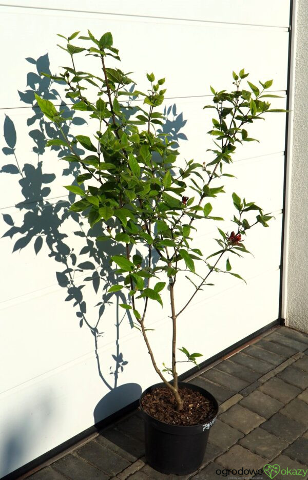 KIELICHOWIEC WONNY Calycanthus floridus