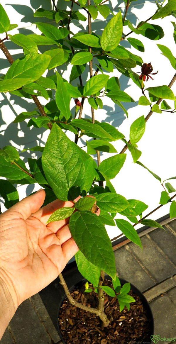 KIELICHOWIEC WONNY Calycanthus floridus