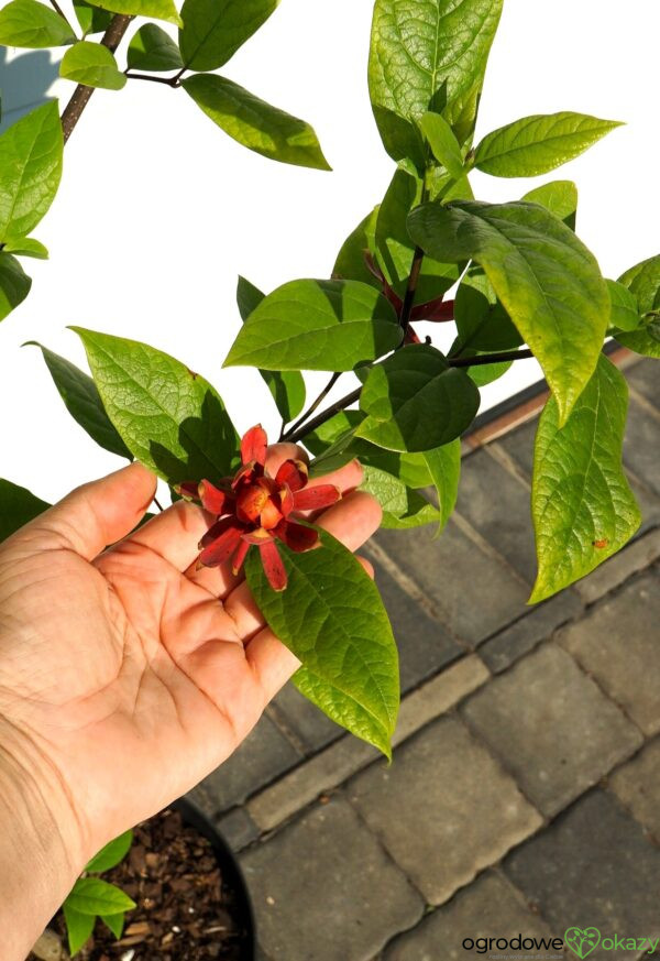 KIELICHOWIEC WONNY Calycanthus floridus