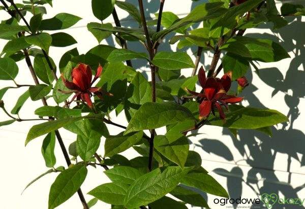 KIELICHOWIEC WONNY Calycanthus floridus