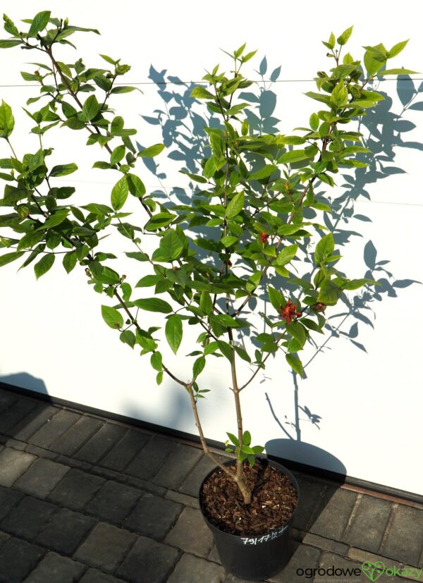 KIELICHOWIEC WONNY Calycanthus floridus