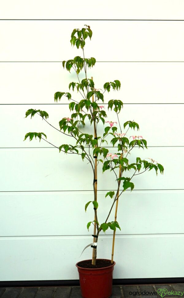 DEREŃ KOUSA DWARF PINK SELECT Cornus cousa 'Dwarf Pink Select'