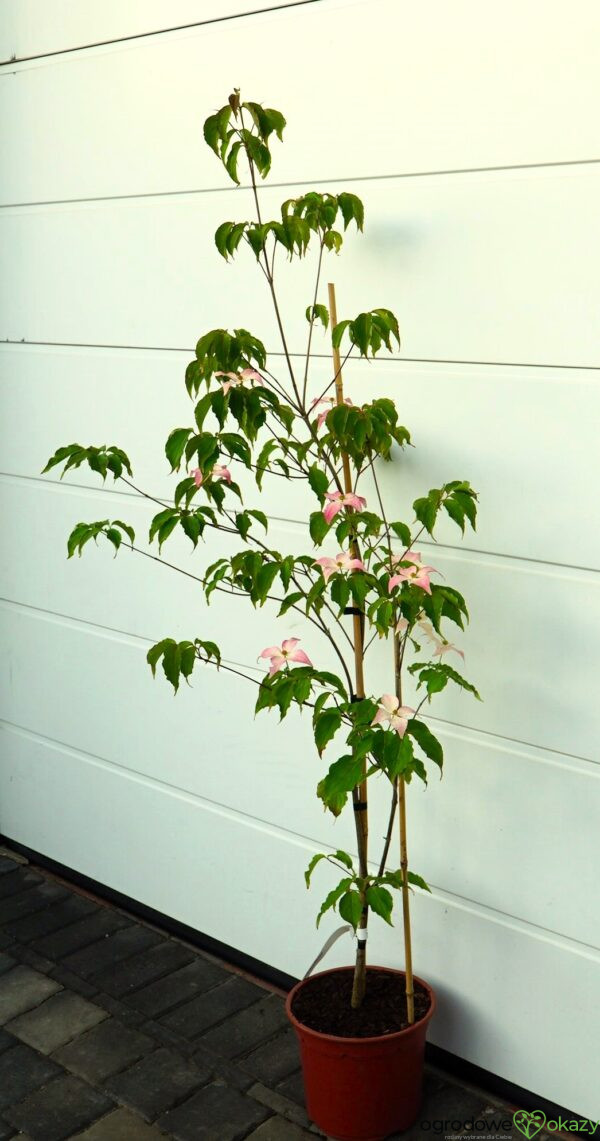 DEREŃ KOUSA DWARF PINK SELECT Cornus cousa 'Dwarf Pink Select'