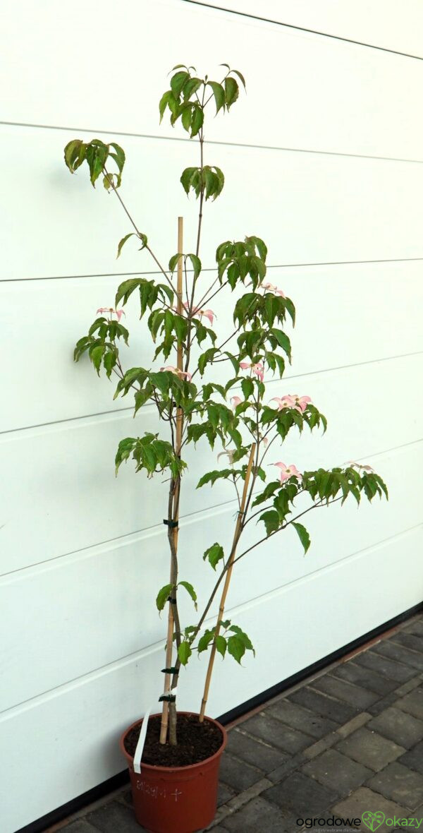DEREŃ KOUSA DWARF PINK SELECT Cornus cousa 'Dwarf Pink Select'