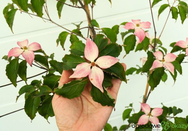 DEREŃ KOUSA DWARF PINK SELECT Cornus cousa 'Dwarf Pink Select'
