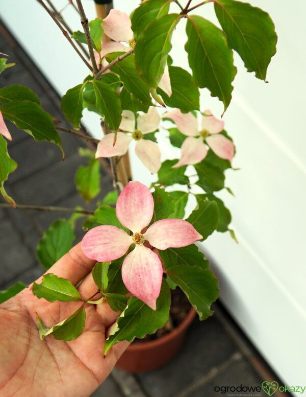 DEREŃ KOUSA DWARF PINK SELECT Cornus cousa 'Dwarf Pink Select'