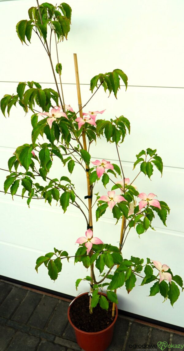 DEREŃ KOUSA DWARF PINK SELECT Cornus cousa 'Dwarf Pink Select'