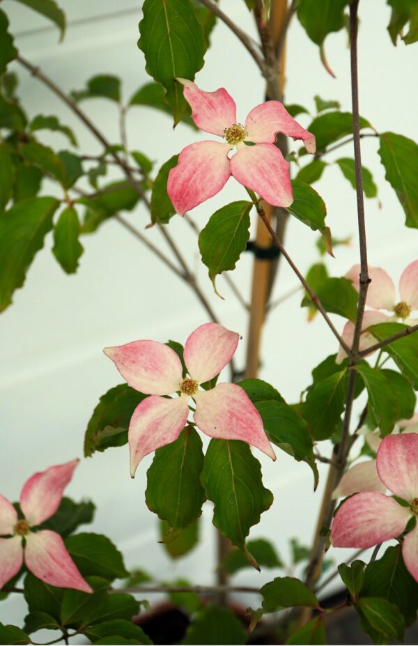 DEREŃ KOUSA DWARF PINK SELECT Cornus cousa 'Dwarf Pink Select'