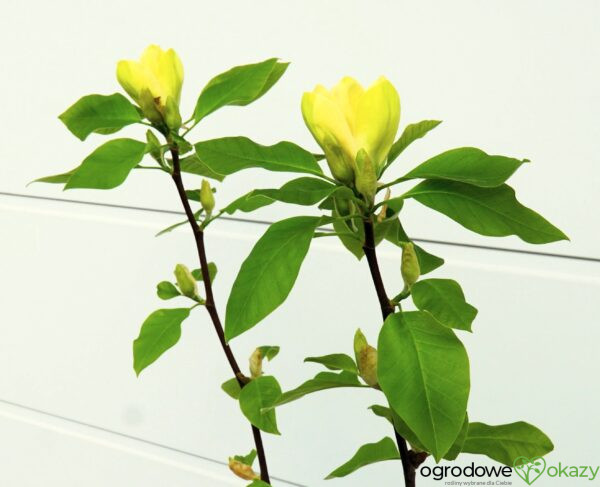MAGNOLIA BRUKLIŃSKA YELLOW BIRD