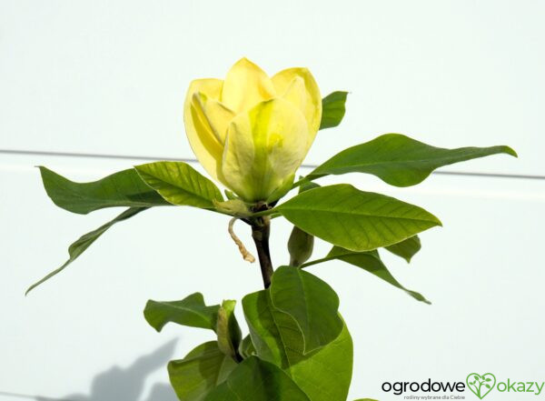 MAGNOLIA BRUKLIŃSKA YELLOW BIRD