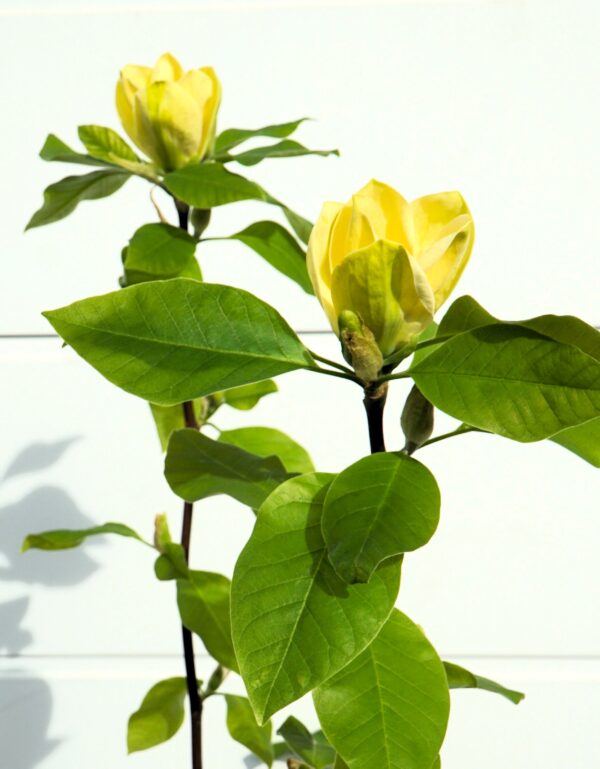 MAGNOLIA BRUKLIŃSKA YELLOW BIRD