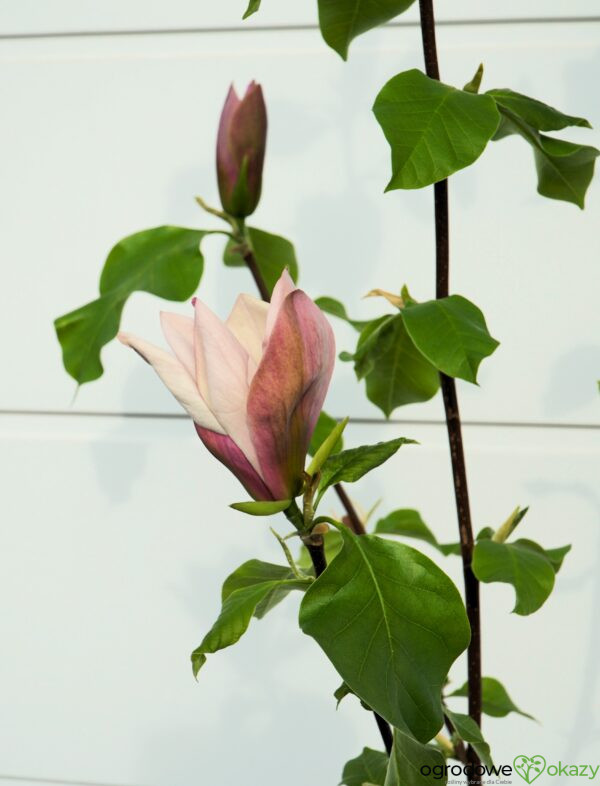 MAGNOLIA BRUKLIŃSKA EVA MARIA Magnolia x brooklynensis 'Eva Maria'