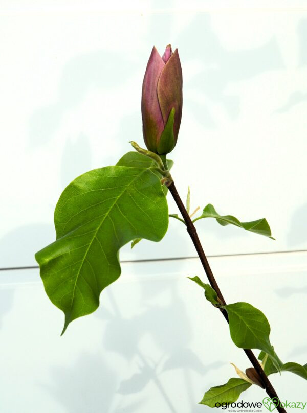 MAGNOLIA BRUKLIŃSKA EVA MARIA Magnolia x brooklynensis 'Eva Maria'