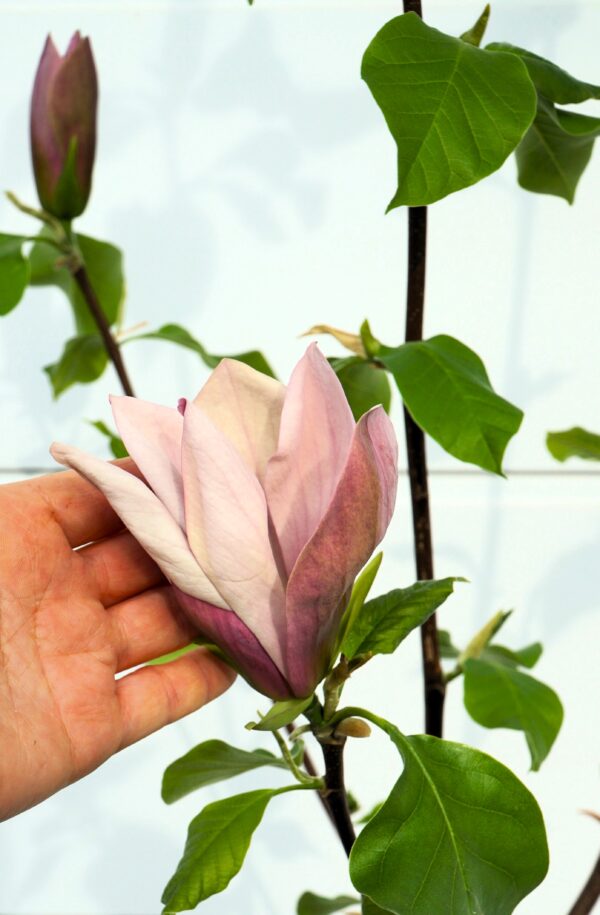 MAGNOLIA BRUKLIŃSKA EVA MARIA Magnolia x brooklynensis 'Eva Maria'