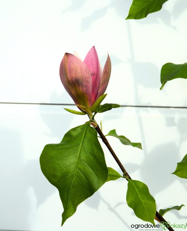 MAGNOLIA BRUKLIŃSKA EVA MARIA Magnolia x brooklynensis 'Eva Maria'